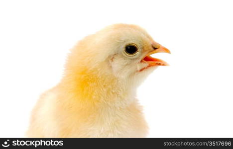 adorable baby chick a over white background