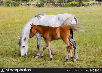 adorable baby horse with its mother eating green grass