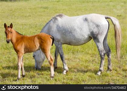 adorable baby horse with its mother eating green grass