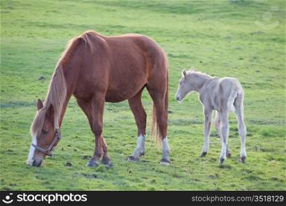 Adorable baby horse with its mother eating green grass