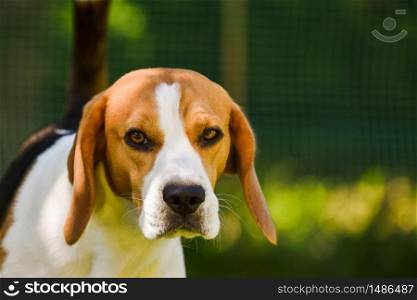 Adorable beagle dog on green background outdoors. canine background. Adorable beagle dog on green background outdoors.