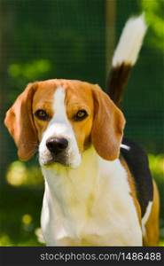 Adorable beagle dog on green background outdoors. canine background. Adorable beagle dog on green background outdoors.