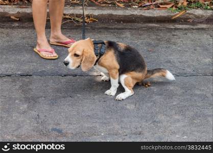 Adorable beagle dog pooing while owner stand aside