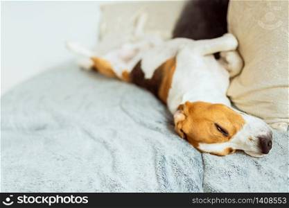 Adorable beagle dog sleeps on a sofa. Domestic dog concept.