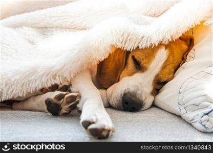 Adorable beagle dog sleeps on a sofa under blanket. Dog bright background. Canine concept.. Funny beagle dog sleeps on a sofa under blanket. Dog bright background.