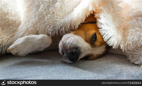 Adorable beagle dog sleeps on a sofa under blanket. Dog bright background. Canine concept.. Funny beagle dog sleeps on a sofa under blanket. Dog bright background.