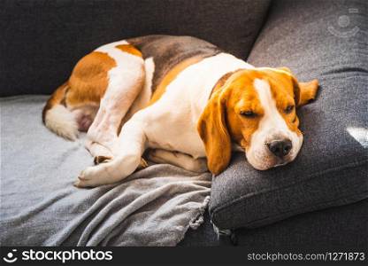 Adorable beagle hound in bright interior background. A pet sitting on the sofa with sad face. Depression concept. Adorable beagle hound in bright interior background. A pet sitting on the sofa with sad face