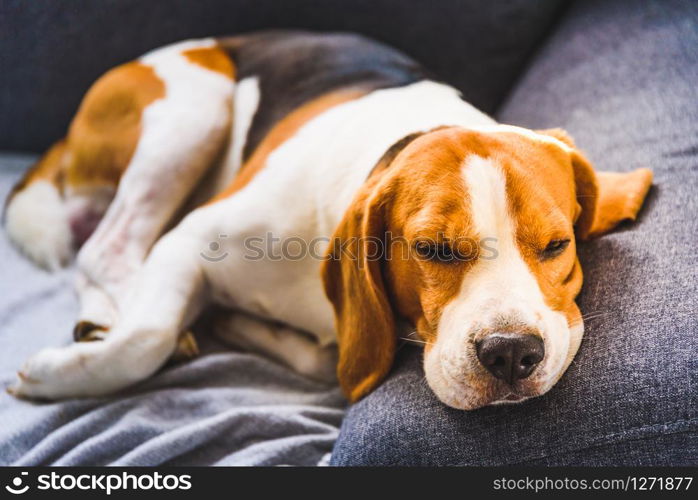 Adorable beagle hound in bright interior background. A pet sitting on the sofa with sad face. Depression concept. Adorable beagle hound in bright interior background. A pet sitting on the sofa with sad face