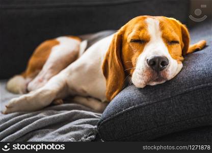 Adorable beagle hound in bright interior background. A pet sitting on the sofa with sad face. Depression concept. Adorable beagle hound in bright interior background. A pet sitting on the sofa with sad face