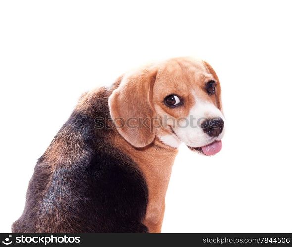 Adorable Beagle looking back on white background