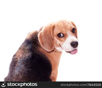 Adorable Beagle looking back on white background