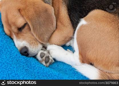 Adorable beagle sleeping happily on blue cushion