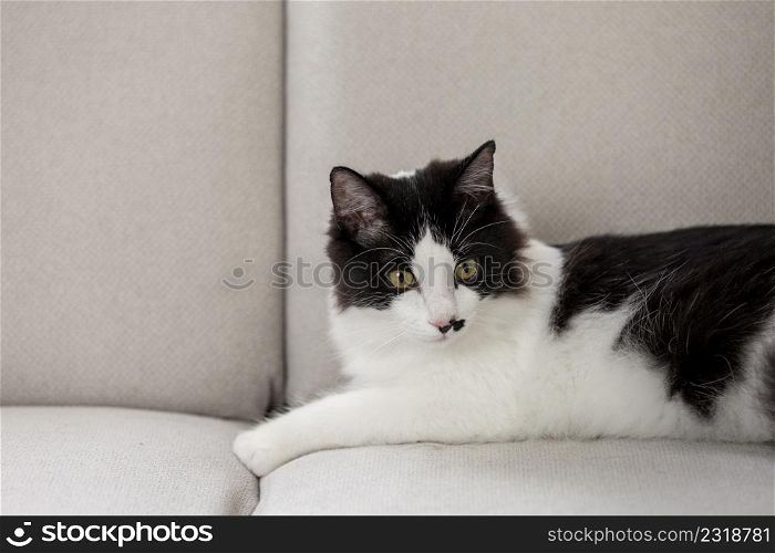 Adorable black and white cat lying on soft couch and resting in living room at home. Cute fluffy cat relaxing on sofa