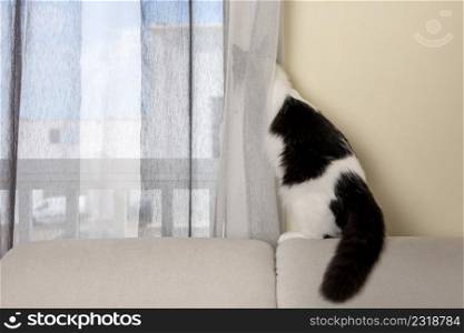 Adorable black and white fluffy cat standing near window and observing street in living room. Curious cat looking out of window
