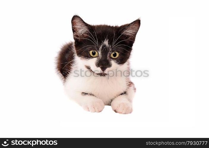 Adorable black and white kitten on a white background
