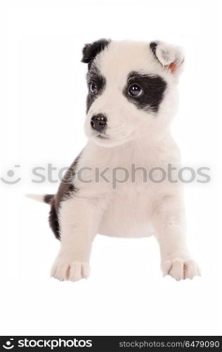 adorable border collie puppy sitting on white
