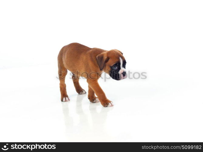 Adorable boxer puppy isolated on white background