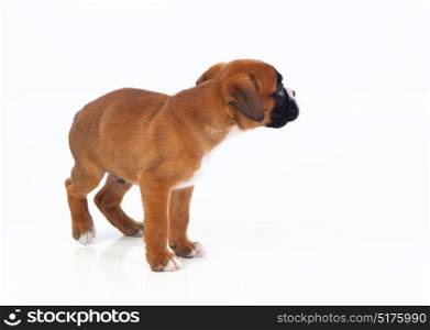 Adorable boxer puppy looking at the side on a isolated white background