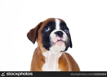 Adorable boxer puppy looking up on a isolated white background