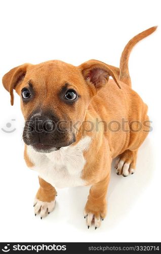 Adorable boxer puppy sitting and looking up over white background.