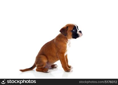 Adorable boxer puppy sitting on a isolated white background