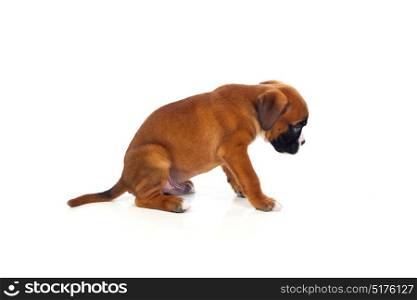 Adorable boxer puppy sitting on a isolated white background