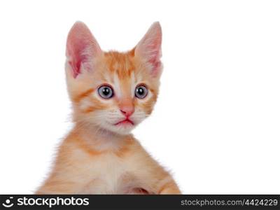 Adorable brown kitten isolated on a white background