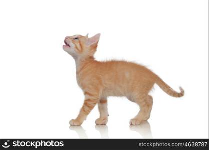 Adorable brown kitten isolated on a white background