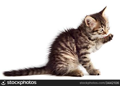 Adorable cat a over white background