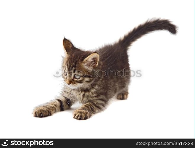 Adorable cat a over white background