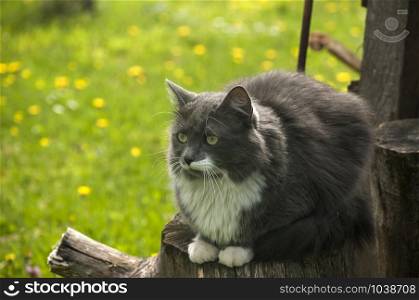 Adorable cat resting in rural country house garden closeup
