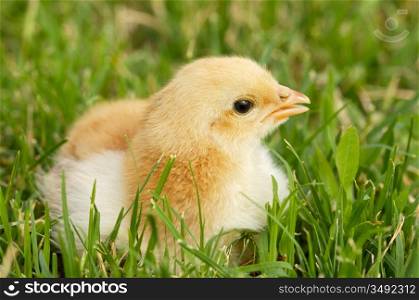 adorable chick on the green grass