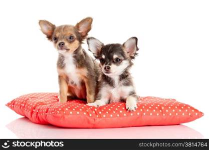 adorable Chihuahua puppy. Cute Chihuahua dog on a white background.