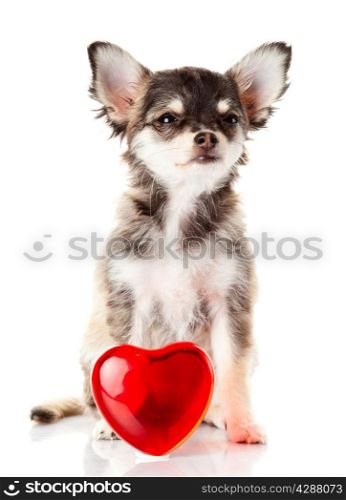 adorable Chihuahua puppy. Cute Chihuahua dog on a white background.