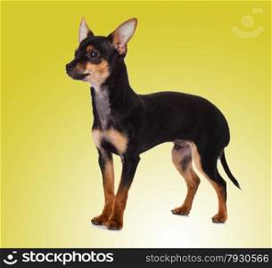 adorable Chihuahua puppy on Yellow background