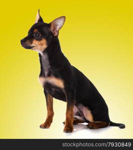 adorable Chihuahua puppy on Yellow background