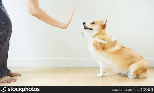 adorable corgi dog try to handshake with owner,The teacher instructs the dog to be interested in learning to hold hands.The dog sits at the wooden floor in the classroom.