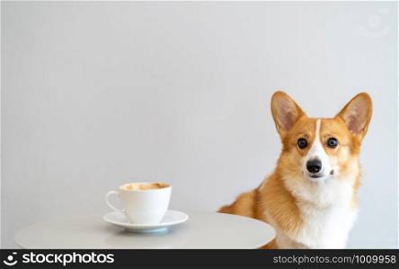 Adorable Corgi dogs that were trained to sit and wait for the owners in the coffee shop.The owners of the Corgi dogs come to rest on the weekends at the coffee shop and drink latte coffee.