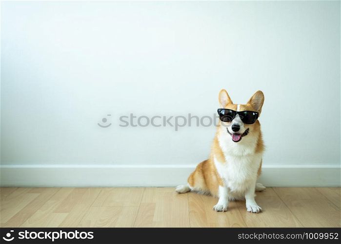 adorable corgi dogs wear sunglasses that are trained to obey orders and wait for their owners.The dog training school trains Corgi dogs to sit and wait and wait for orders.