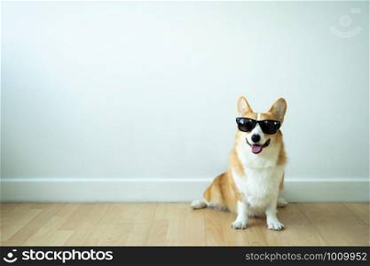 adorable corgi dogs wear sunglasses that are trained to obey orders and wait for their owners.The dog training school trains Corgi dogs to sit and wait and wait for orders.