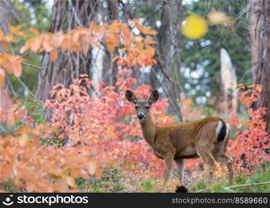 Adorable deer in autumn forest