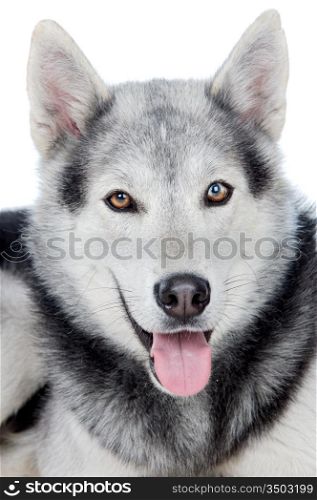 adorable dog a over white back ground