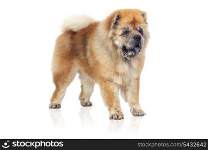 Adorable Dog over white background