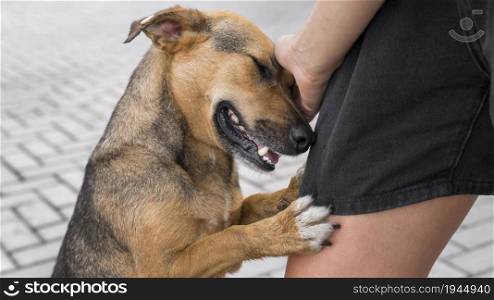adorable dog shelter showing affection. High resolution photo. adorable dog shelter showing affection. High quality photo