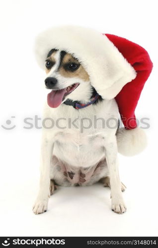 Adorable dog sitting with santa hat on.