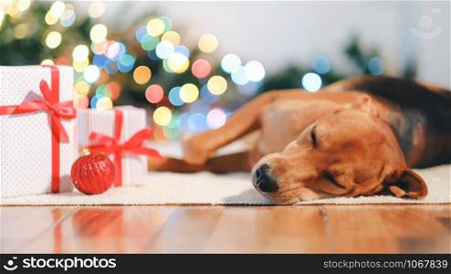 Adorable dog with gifts celebrating Christmas at home.
