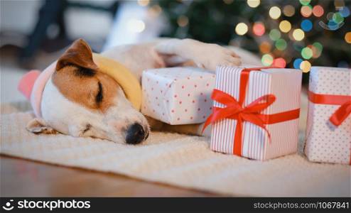 Adorable dog with gifts celebrating Christmas at home.