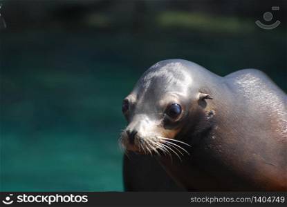 Adorable face of a really cute sea lion.