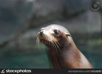 Adorable face of a really cute sea lion.