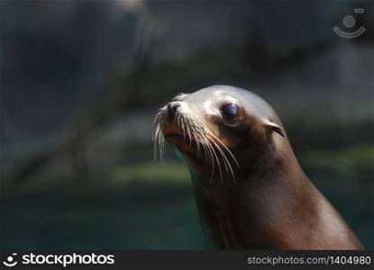 Adorable face of a young sea lion.